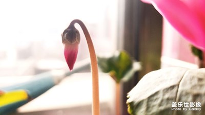 【迎春萬(wàn)像】+春天的故事