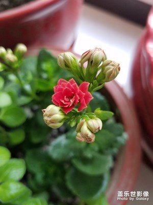 【迎春萬象】+ 含苞怒放迎新春