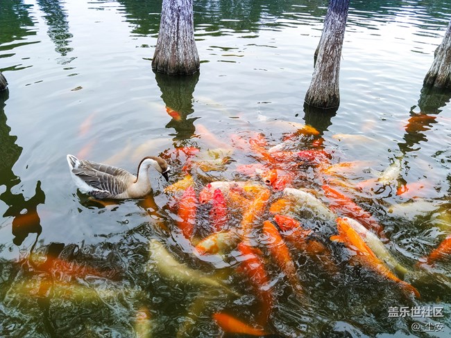 【A6s星粉體驗團】三星A6s，一款顏值和拍照都能打的中端機