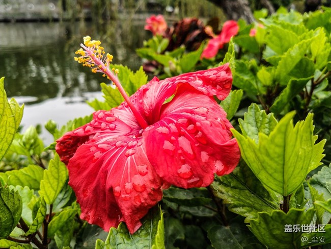 【A6s星粉體驗團】三星A6s，一款顏值和拍照都能打的中端機