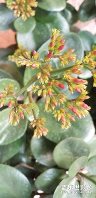 【迎春萬象】+我的小小草