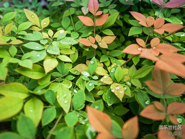 【A6s星粉體驗團】三星A6s，一款顏值和拍照都能打的中端機