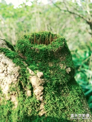 【迎春萬象】+冬日一抹綠