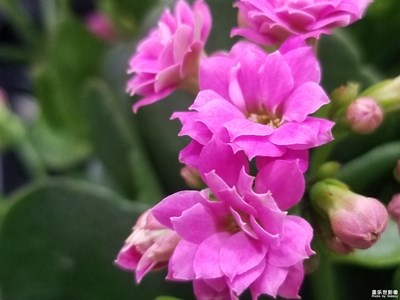 【迎春萬像】+花開