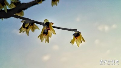 【迎春萬(wàn)象】+疏影橫枝梅催春