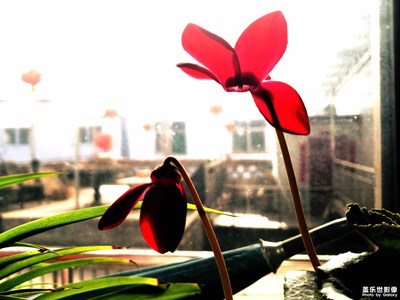 【迎春萬像】+室內(nèi)的春天