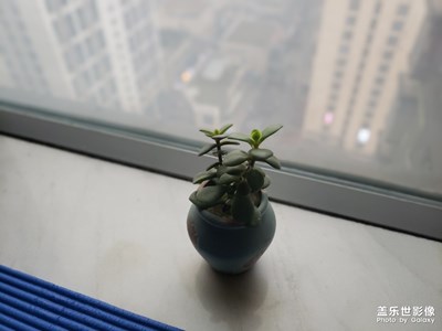 【迎春萬像】＋春在家