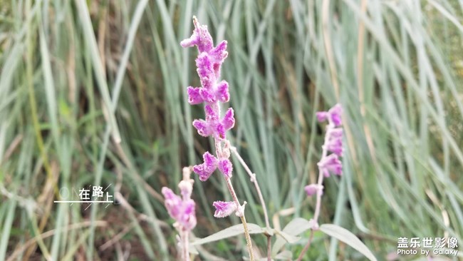 2019最美風(fēng)景就在身邊的路上