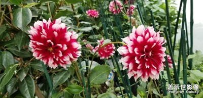 新加坡濱海灣花園