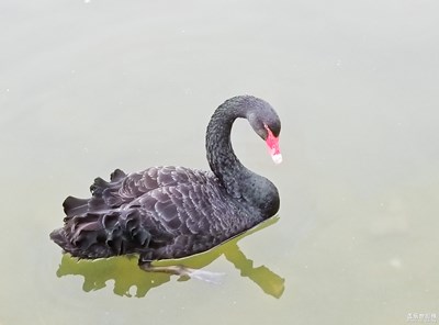 【色彩】+黑天鵝圓舞曲