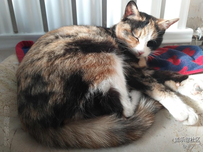 【A9s星粉體驗(yàn)團(tuán)】四攝合一，拍什么都省心