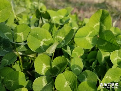 【色彩】+生命的雙色