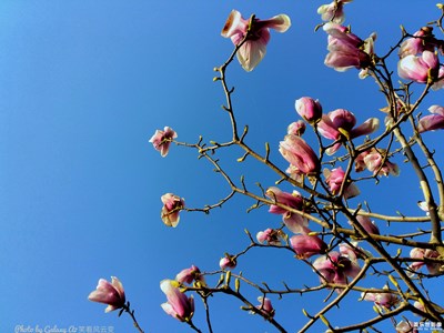 已開獎 蓋樂世攝影周賽第74期—春的暢想