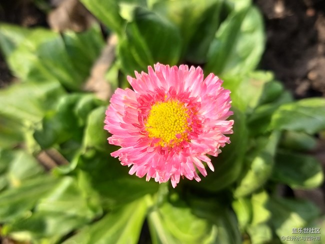 【 A9s星粉體驗團(tuán)】淺談四攝手機(jī)三星A9S