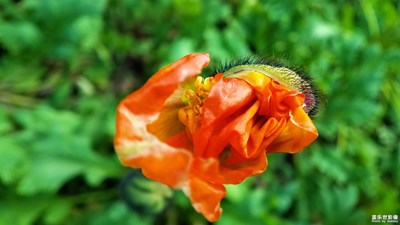 【春的暢想】+花開時(shí)節(jié)