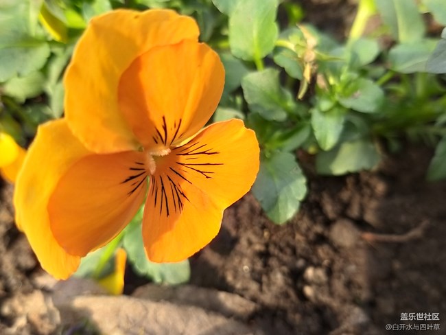 【 A9s星粉體驗團(tuán)】淺談四攝手機(jī)三星A9S