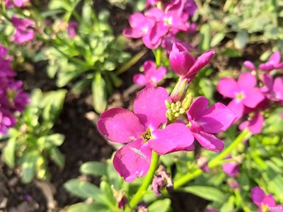 【春的暢想】不畏嚴寒的花