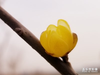 【春的暢想】+賞梅