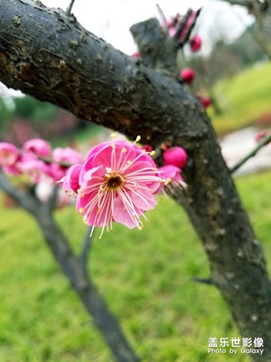 【春的暢想】+春意