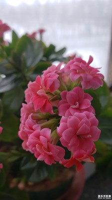 【春的暢想】+花卉隨手拍