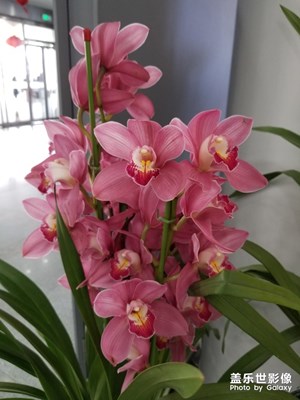 【春的暢想】+為了迎春先開為敬