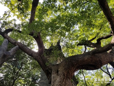 【春的暢想】+迎春