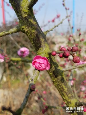 【春的暢想】+ 湖北的美景