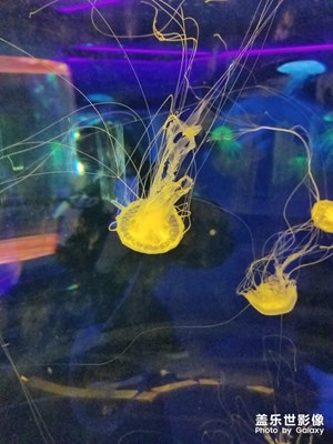 【花樣過大年】+海之語水族館。