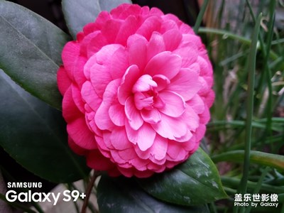 花開那年