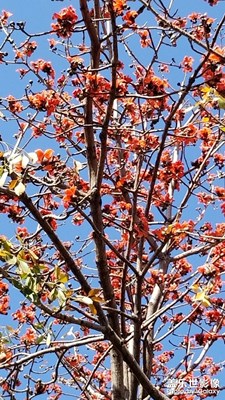 上班第一天，攀枝花開滿枝頭