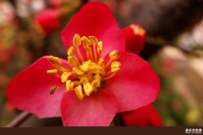 【這世界正美】+春的綻放