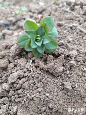 【春的暢想】+綻放