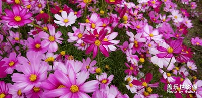 【這世界正美】+花的海洋