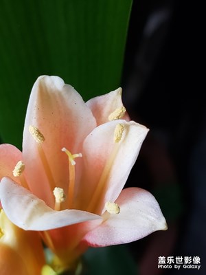 note9自然與妖艷之間