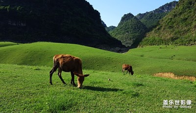 [這世界正美]---牧牛圖