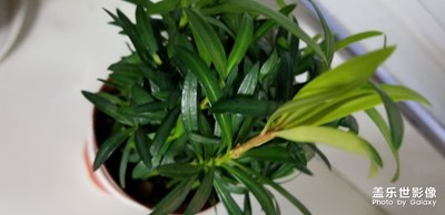 花海，超級是花都有。