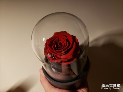 【2019年情人節(jié)】永生花