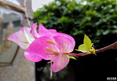 【美麗廈門】+逐夢鼓浪嶼