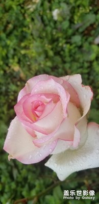 入春第一場(chǎng)雨、隨拍自家種的花