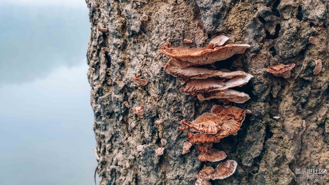 黑瞳全視屏-三星A8s攝影評測