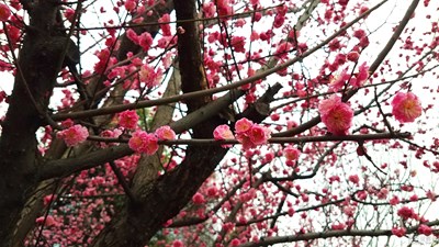 紅梅一枝出墻來(lái)