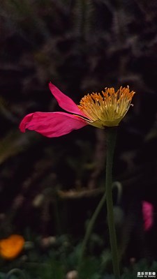 一騎紅塵美人笑