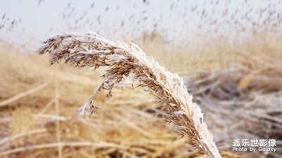 【這世界正美】霜