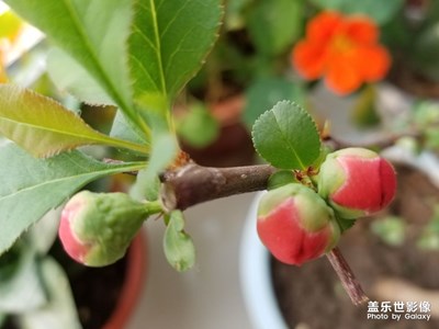 含苞待放的花兒。