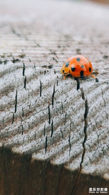 路邊的瓢蟲??