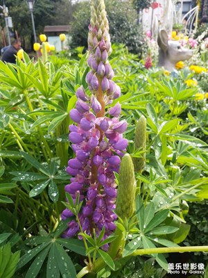 c9pro的HDR樣張 有好看點沒有？