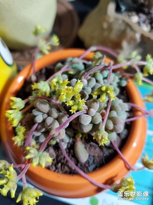 開花的超香的多肉