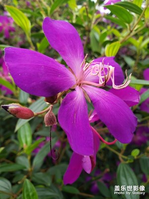 三星手機(jī)拍照真的很好