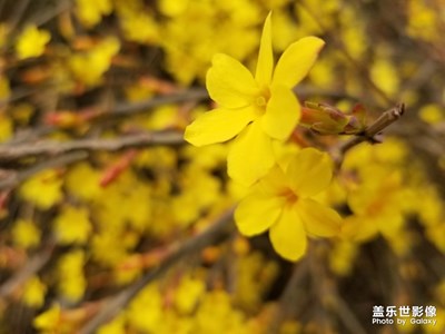 迎春花