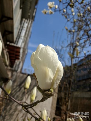 隨手怕-玉蘭花開